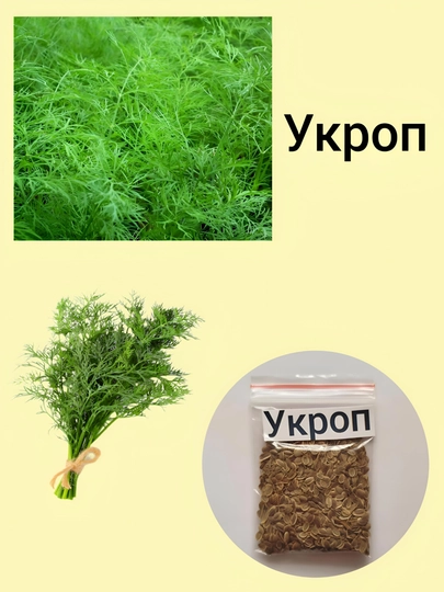 Семена кинза, помидор, укроп, листья, сельдерей, петрушка, редиска, базилик черный — KNEET-ЗЕЛЕНЬ-БИРЮЗ