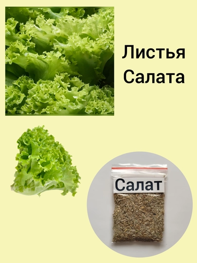Семена кинза, помидор, укроп, листья, сельдерей, петрушка, редиска, базилик черный — KNEET-ЗЕЛЕНЬ-ЗЕЛЕН