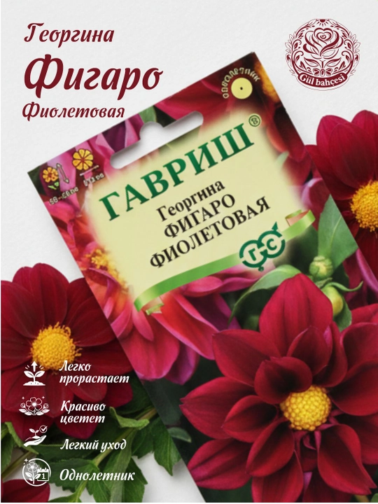 Urug'lar Dahlia Figaro binafsha, 7 dona, 1071860791 - 