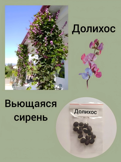 Семена Долихос ( Вьющаяся сирень) 5, 10, 15 штук — KNEET-СИРЕНЬ-5