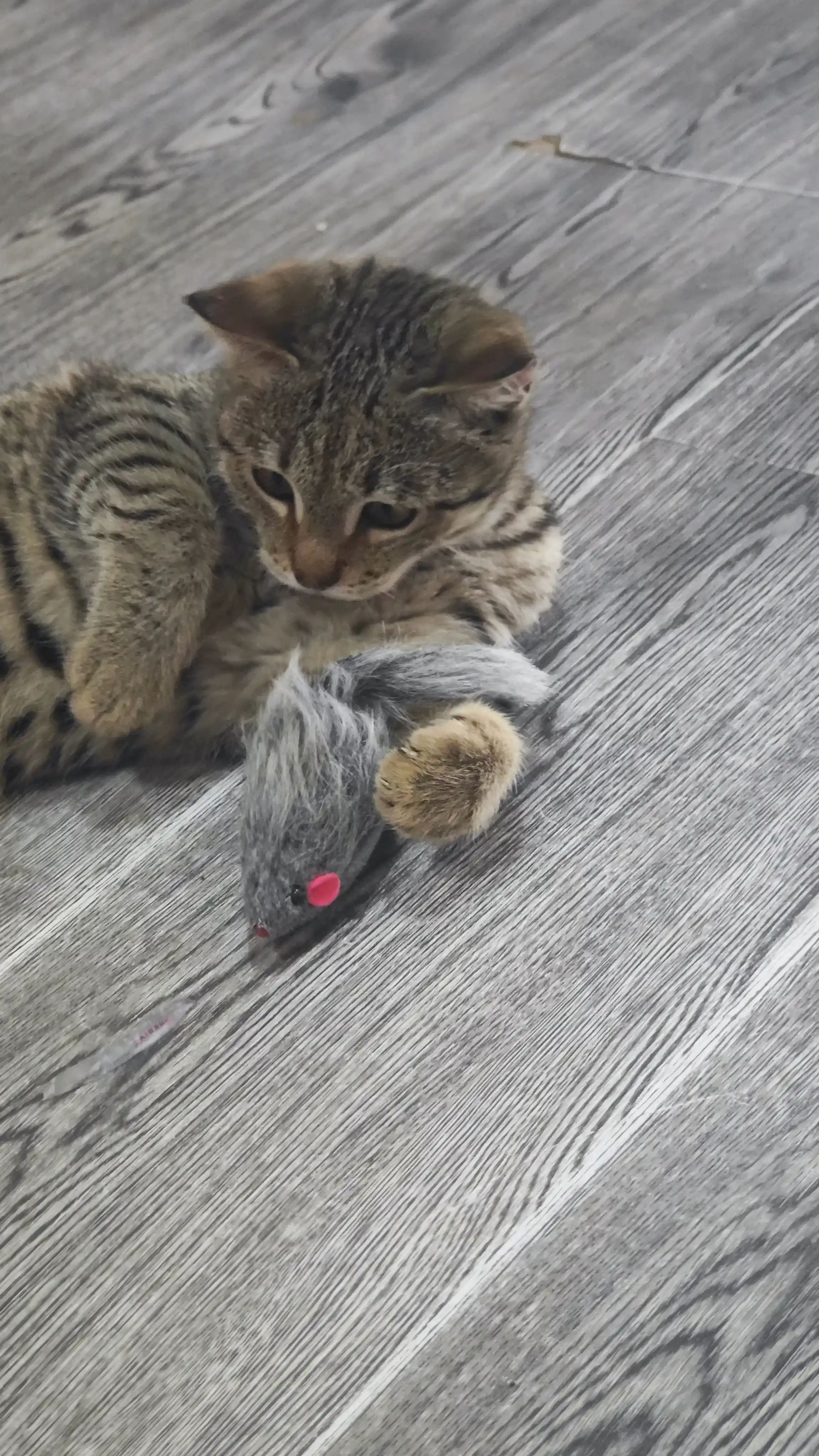 Игрушка для кошек, мышь из натурального меха, 1 шт