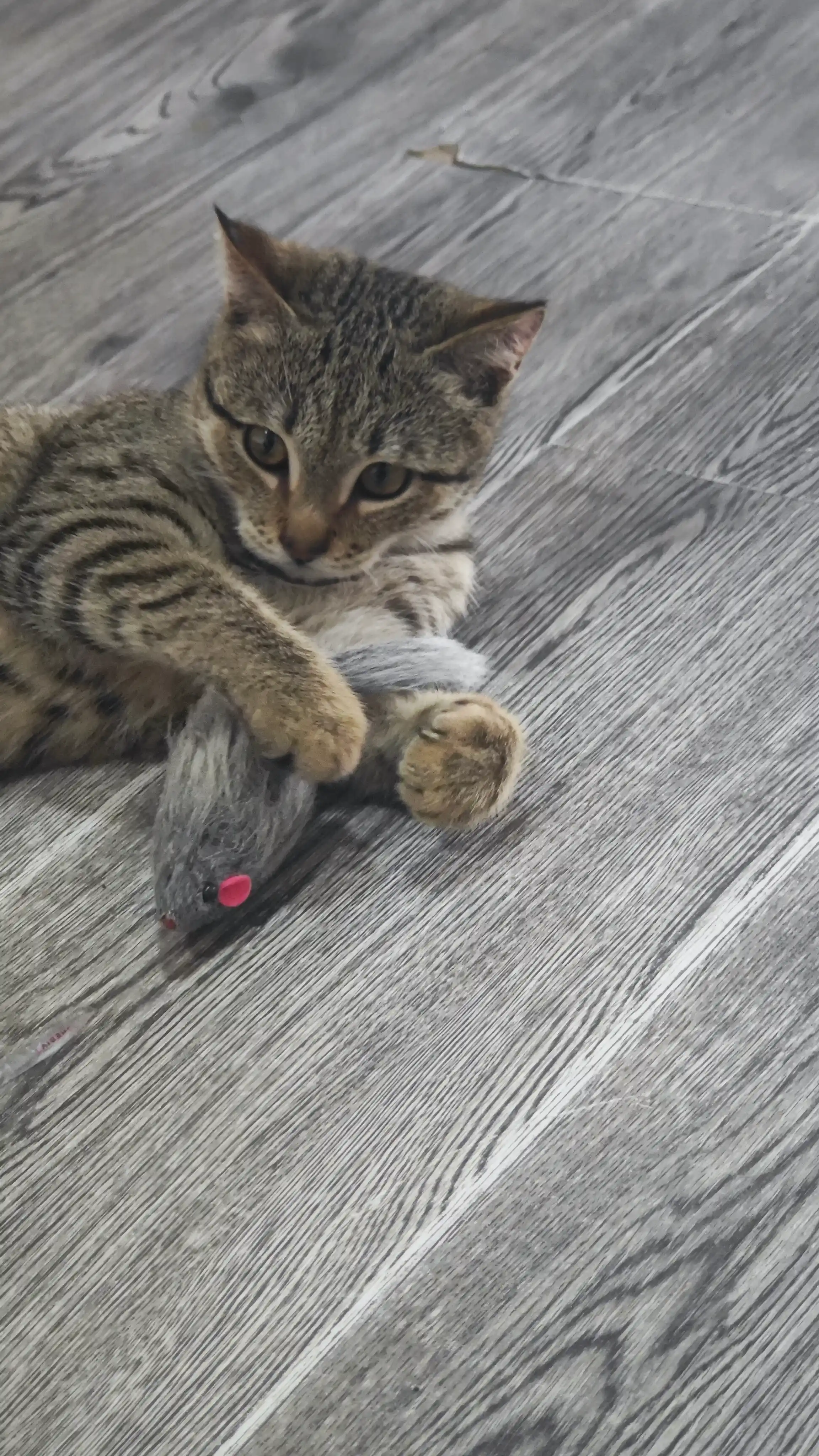 Игрушка для кошек, мышь из натурального меха, 1 шт