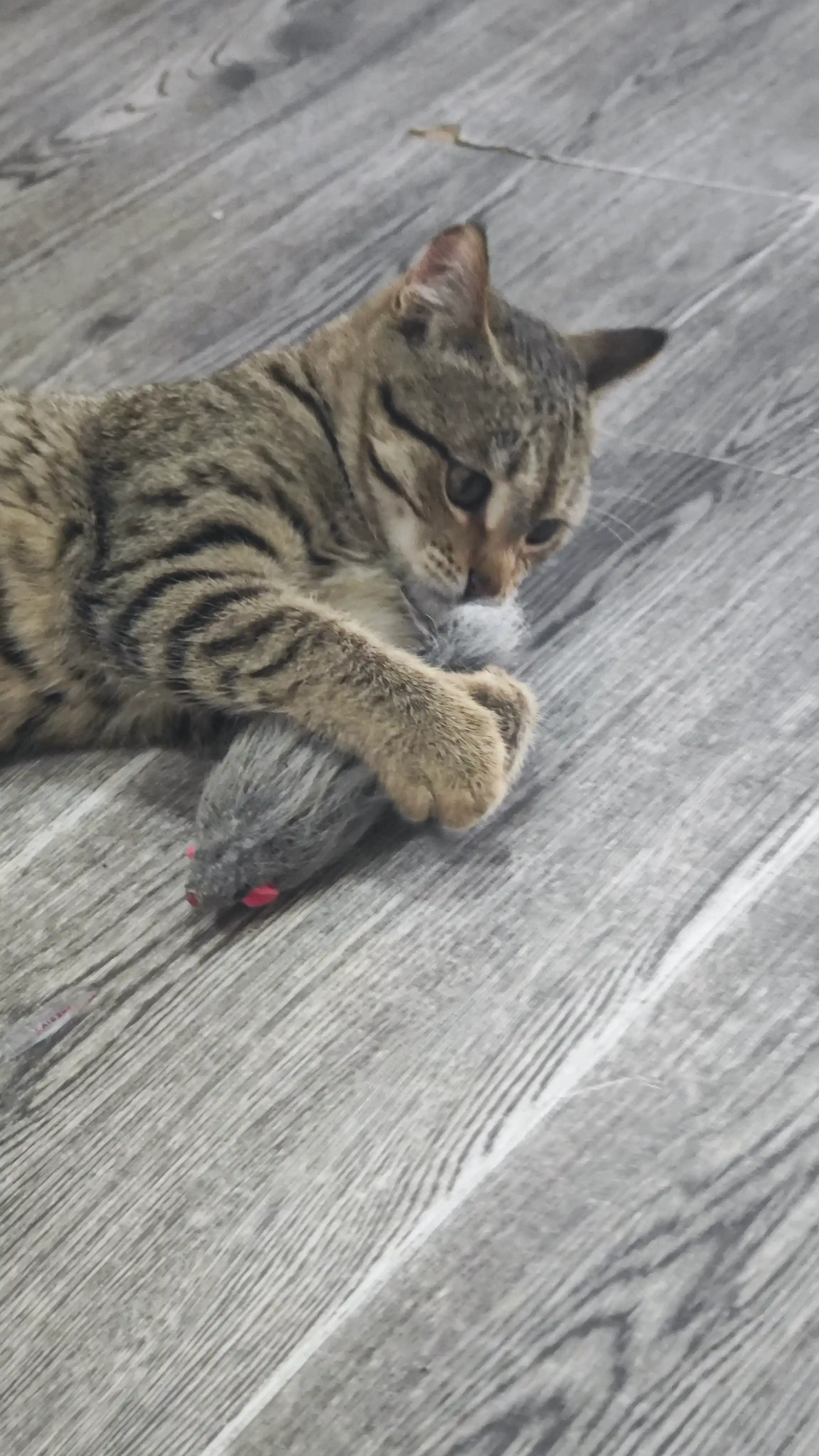 Игрушка для кошек, мышь из натурального меха, 1 шт