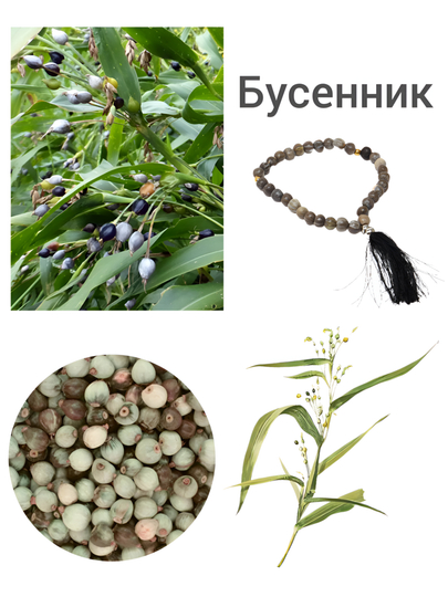 Семена цветов Буссеник (Коикс) 5, 10 штук — KNEET-БУСЕННИК-Бусен5