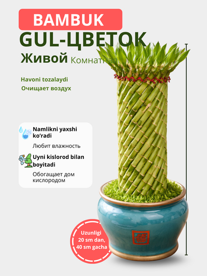 Bambuk, tuvakdagi tirik gul, xona o‘simligi, havoni tozalaydi, uy uchun tirik bambuk - 