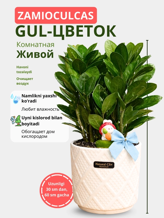 Zamiokulcas, tuvakdagi tirik gul, uy uchun dollar daraxti - 