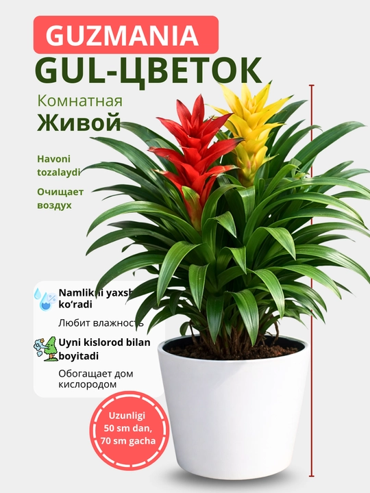 Гузмания живой цветок в горшке гузмания бромелия комнатное растение декоративное растение - 