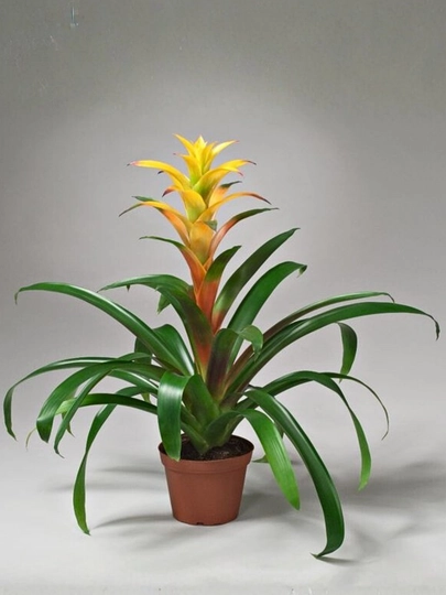 Guzmania tabiiy gul tuvak gullar guzmaniya bromeliya xona o‘simligi jonli dekor uy gullari