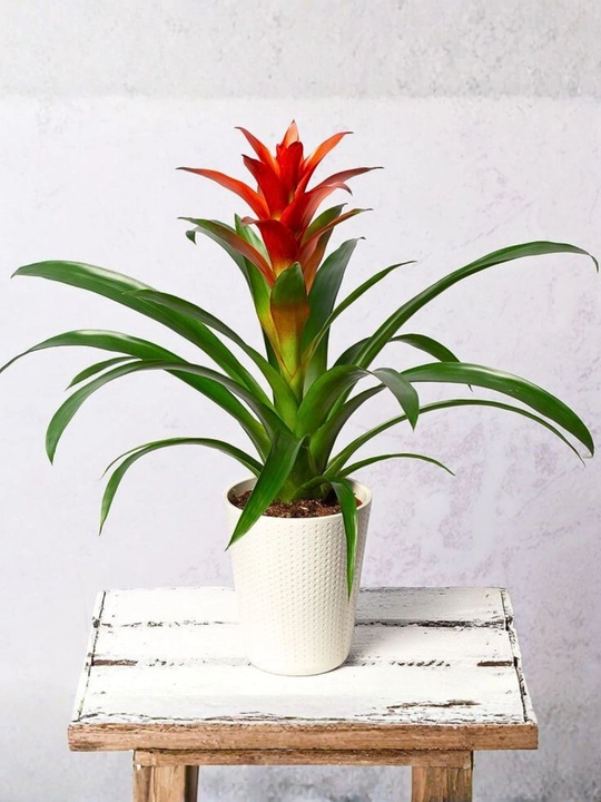 Guzmania tabiiy gul tuvak gullar guzmaniya bromeliya xona o‘simligi jonli dekor uy gullari