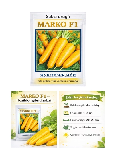 Семена моркови Косон – красная и желтая, урожайные — SEEDGO-QIZMARK-ЖЕЛТ
