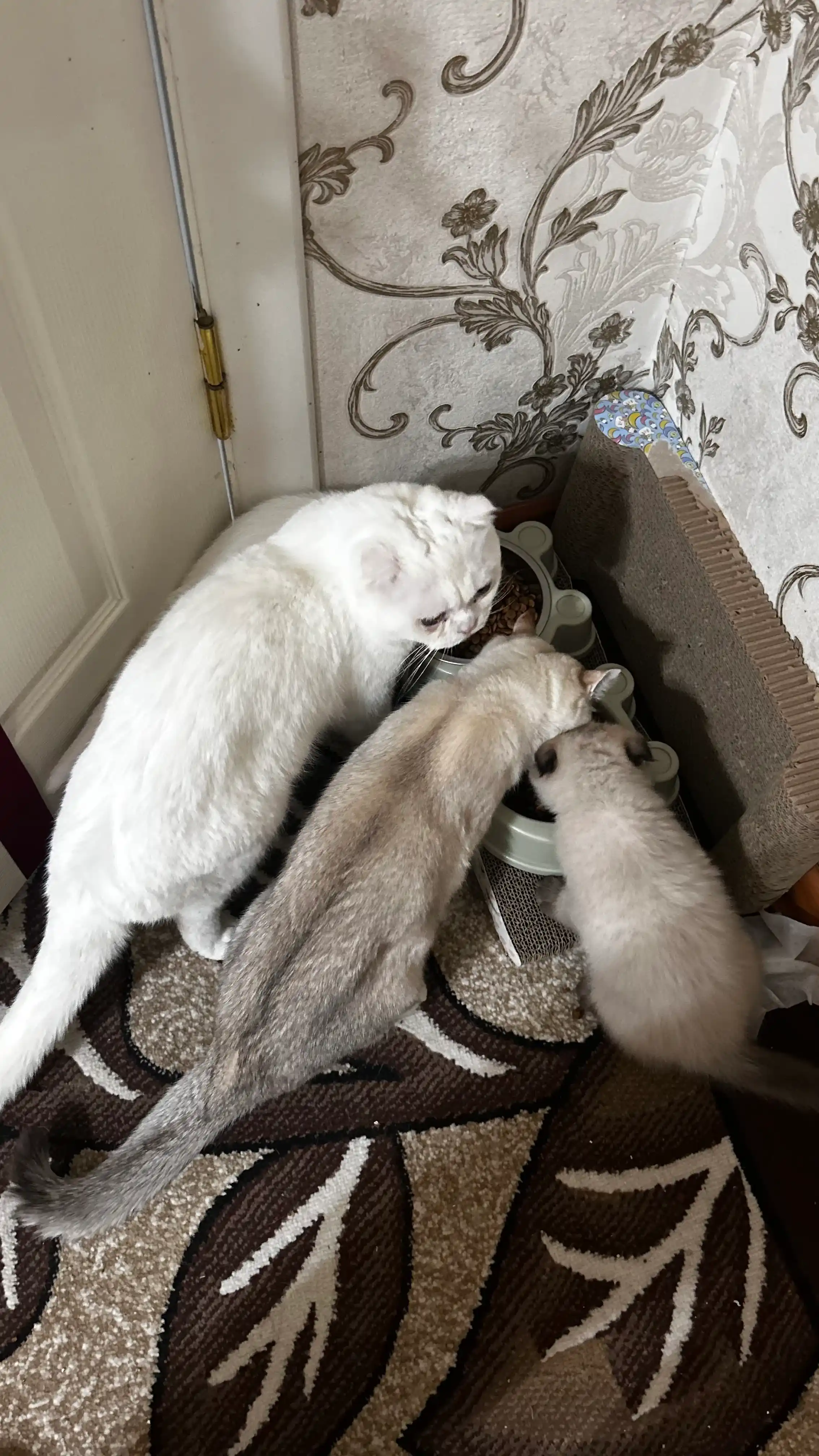 Сухой корм для котят с говядиной Winny , 2кг,10кг, (1-12 месяцев)