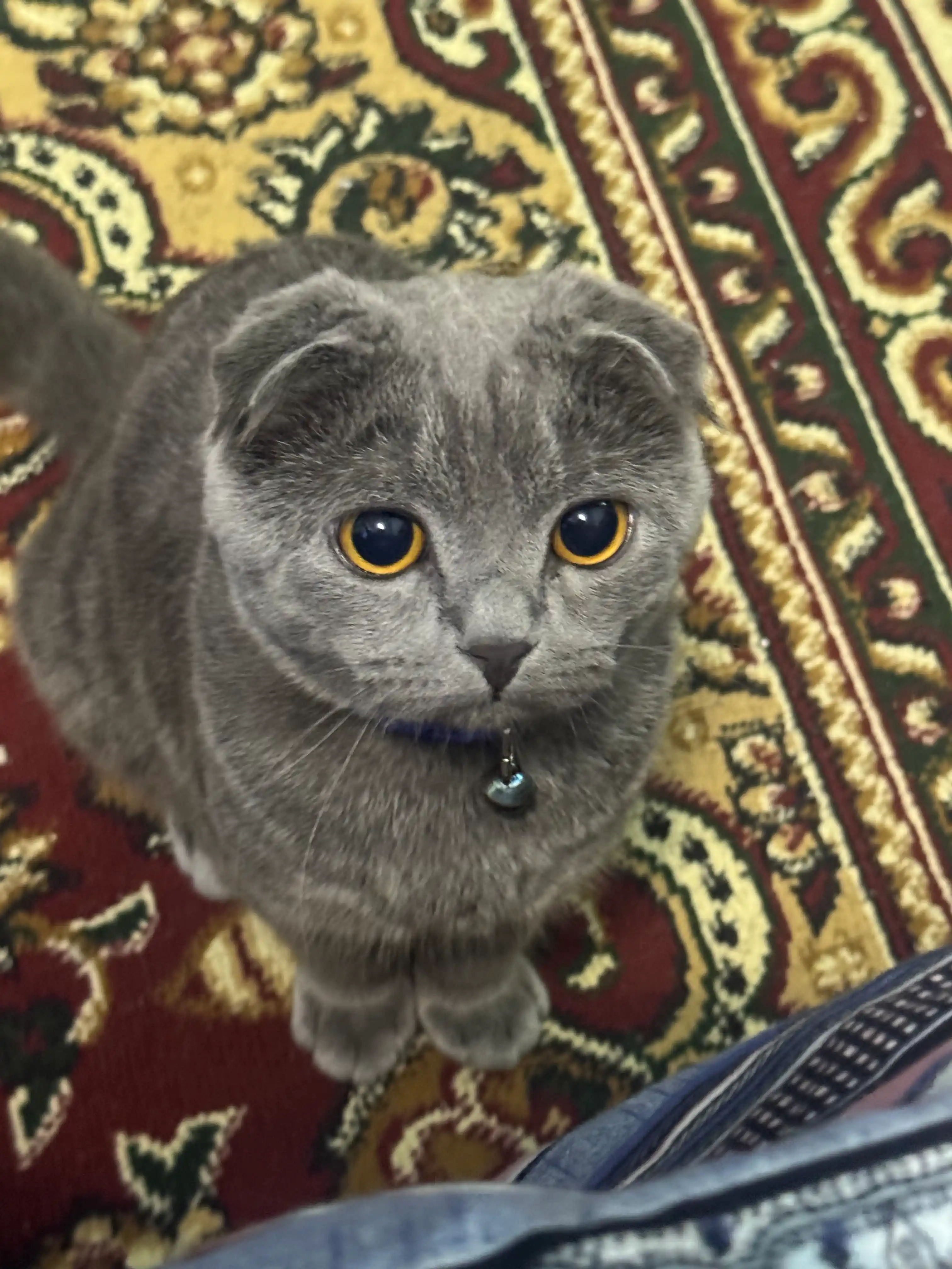 Игрушка для кошек, удочка с пером и колокольчиком