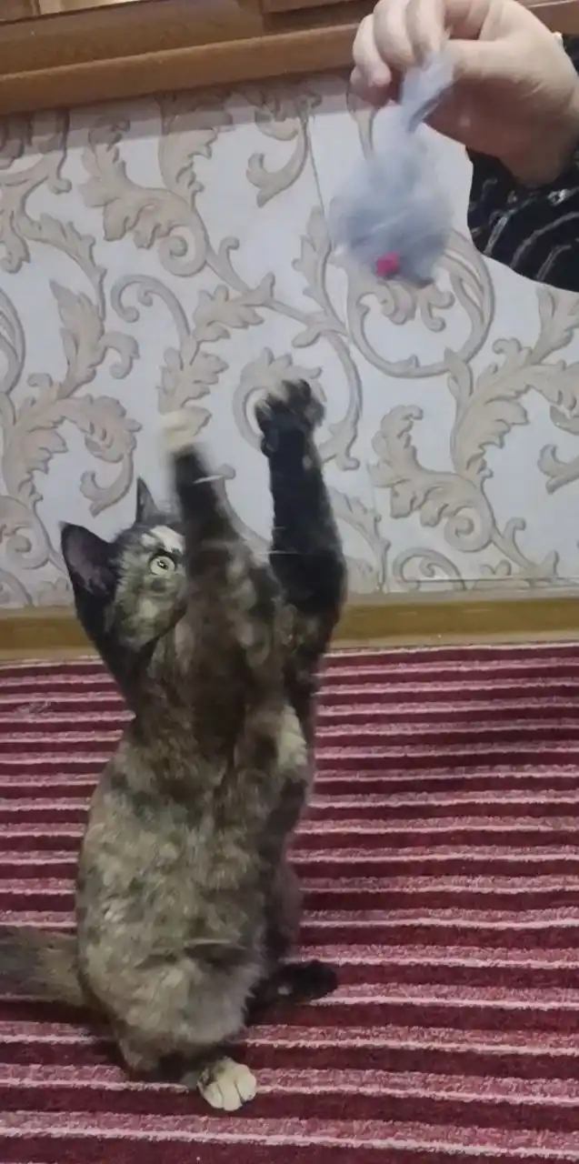 Игрушка для кошек, мышь из натурального меха, 1 шт