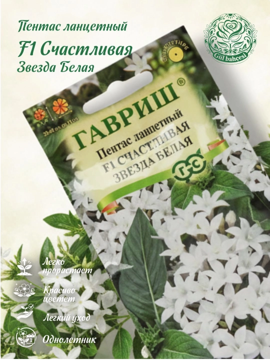 Pentas lanceolate urug'lari baxtli yulduz oq F1, 3 dona, 1071862668 - 