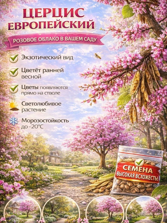 Yevropa sersisi daraxti — yorqin gullarga ega, tez o‘suvchi bezakli daraxt