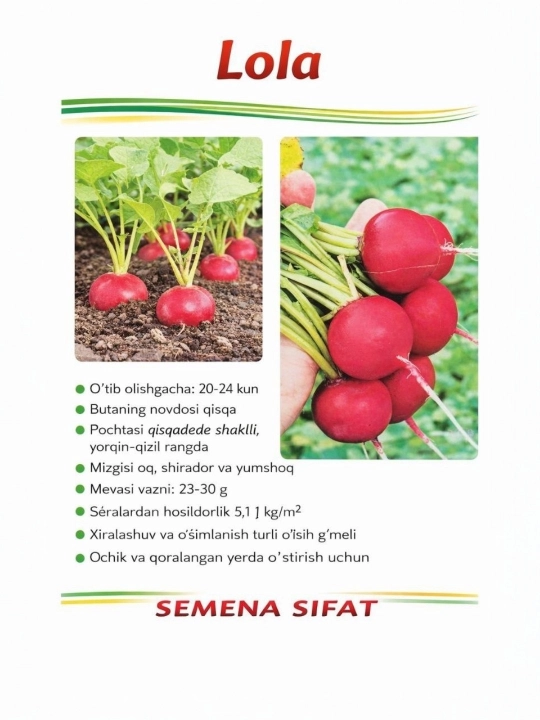 Rediska urug‘i “Lola” navi - 