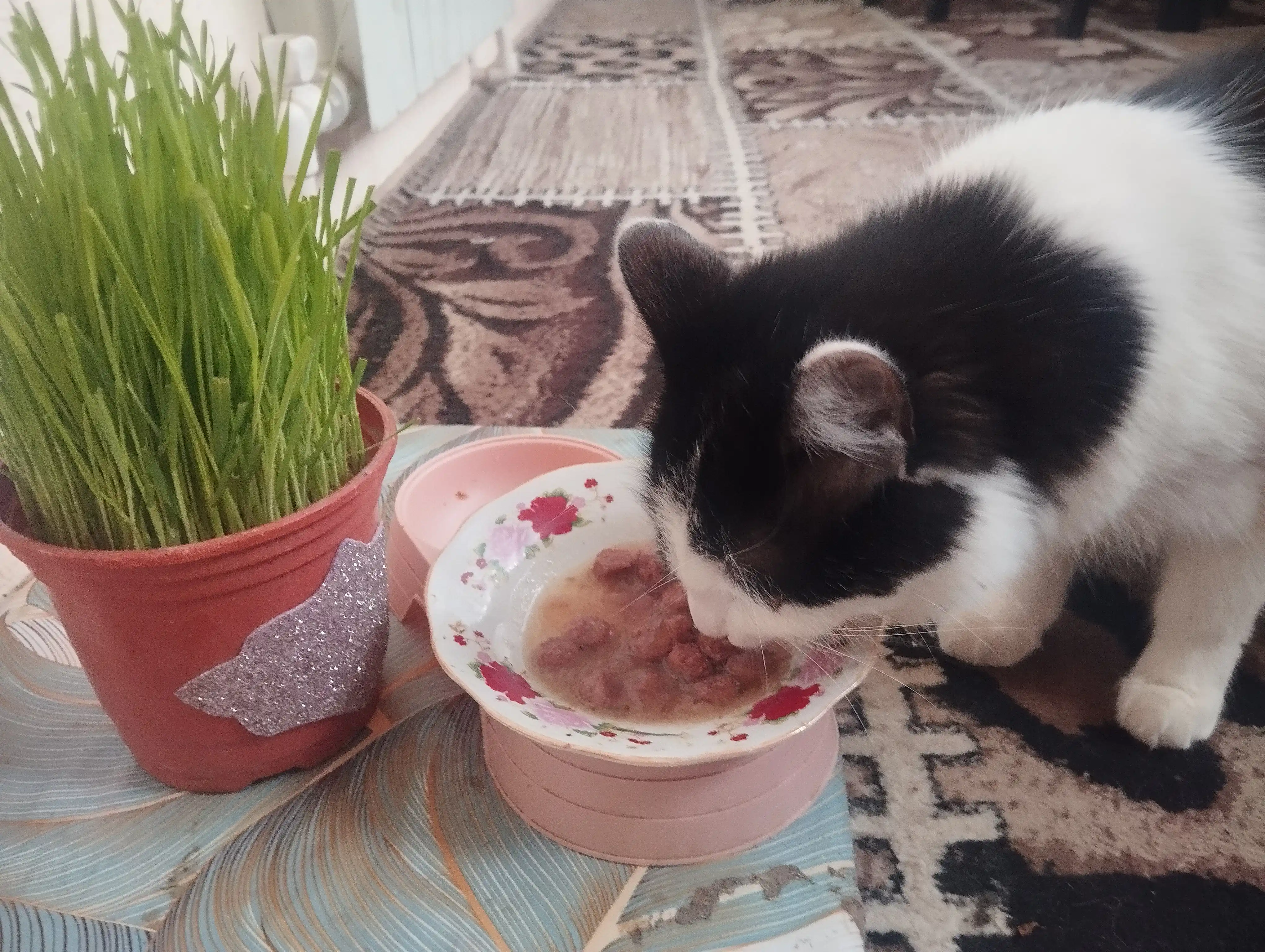 Lapka mushuklar uchun nam yem, sousdagi mol go'shti bilan, 85 gr 28 dona