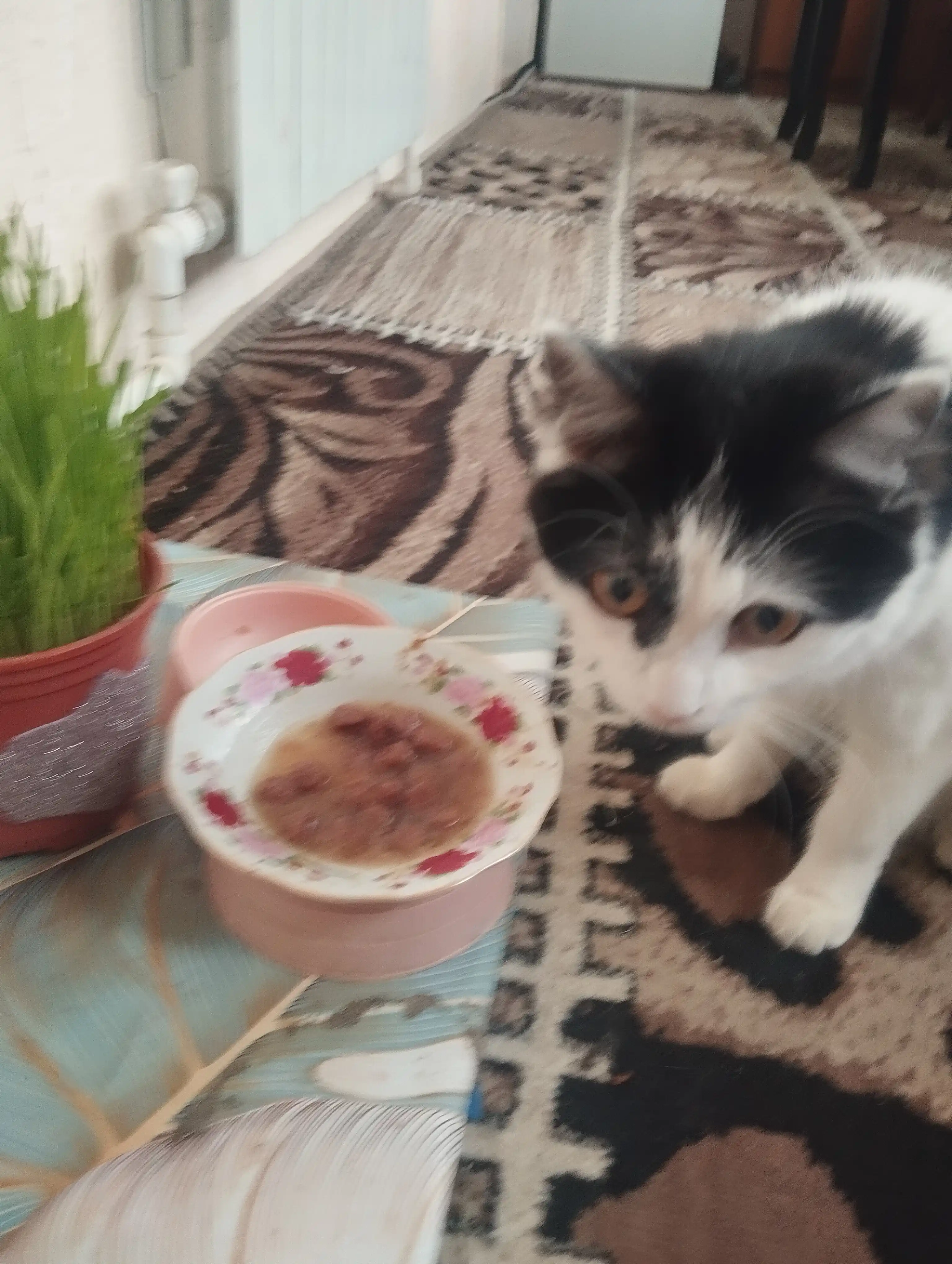 Lapka mushuklar uchun nam yem, sousdagi mol go'shti bilan, 85 gr 28 dona
