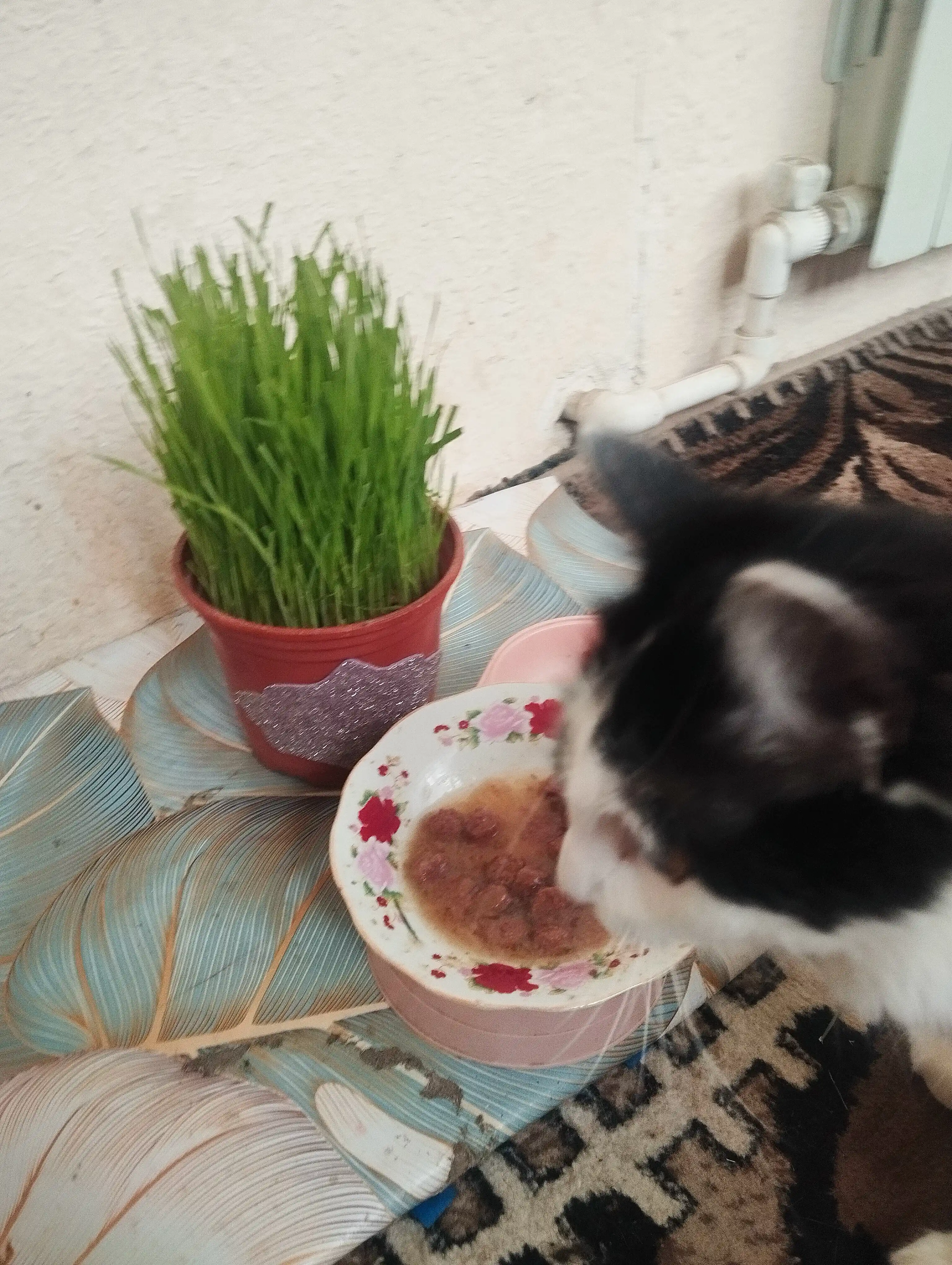 Lapka mushuklar uchun nam yem, sousdagi mol go'shti bilan, 85 gr 28 dona