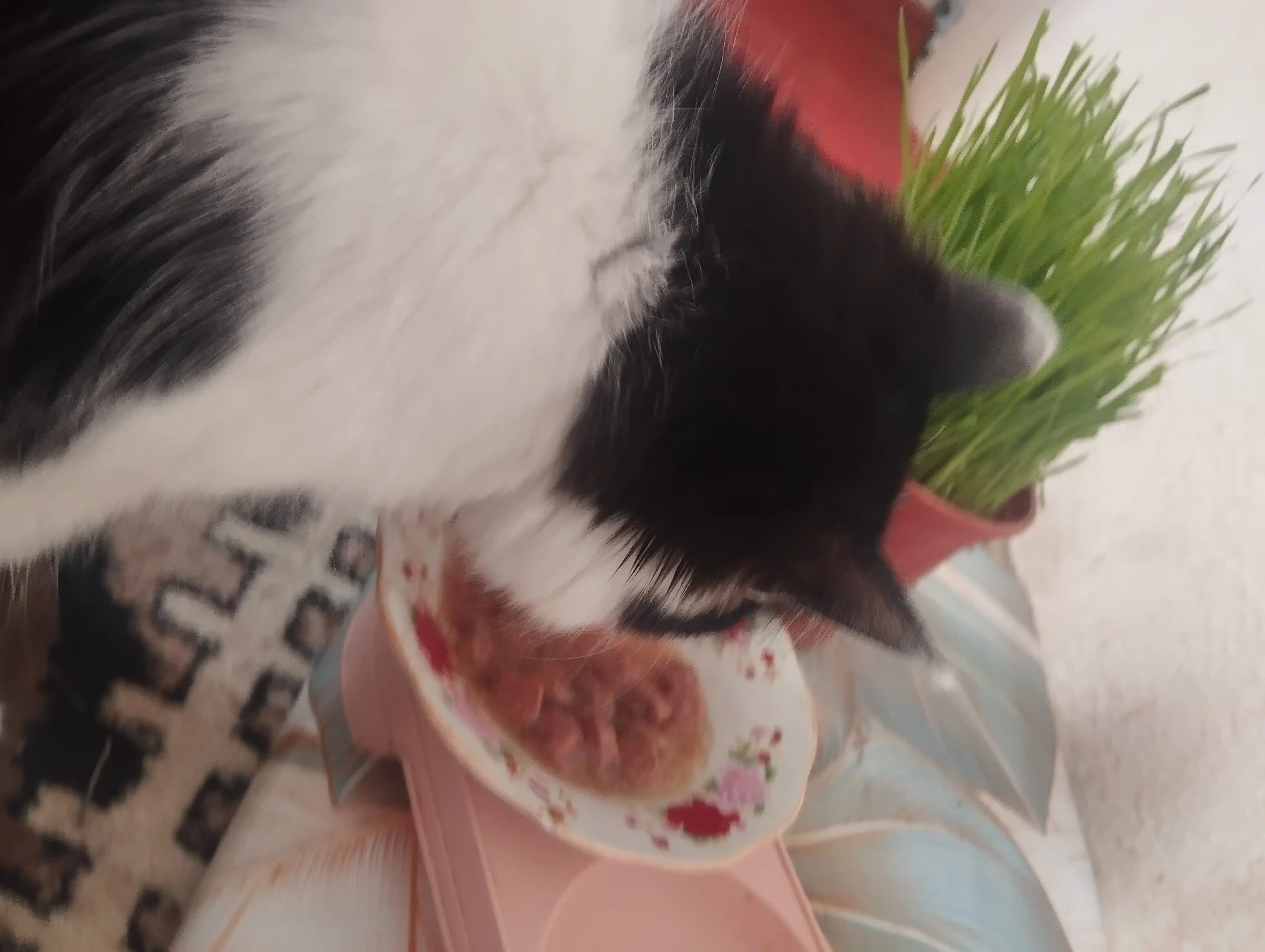 Lapka mushuklar uchun nam yem, sousdagi mol go'shti bilan, 85 gr 28 dona