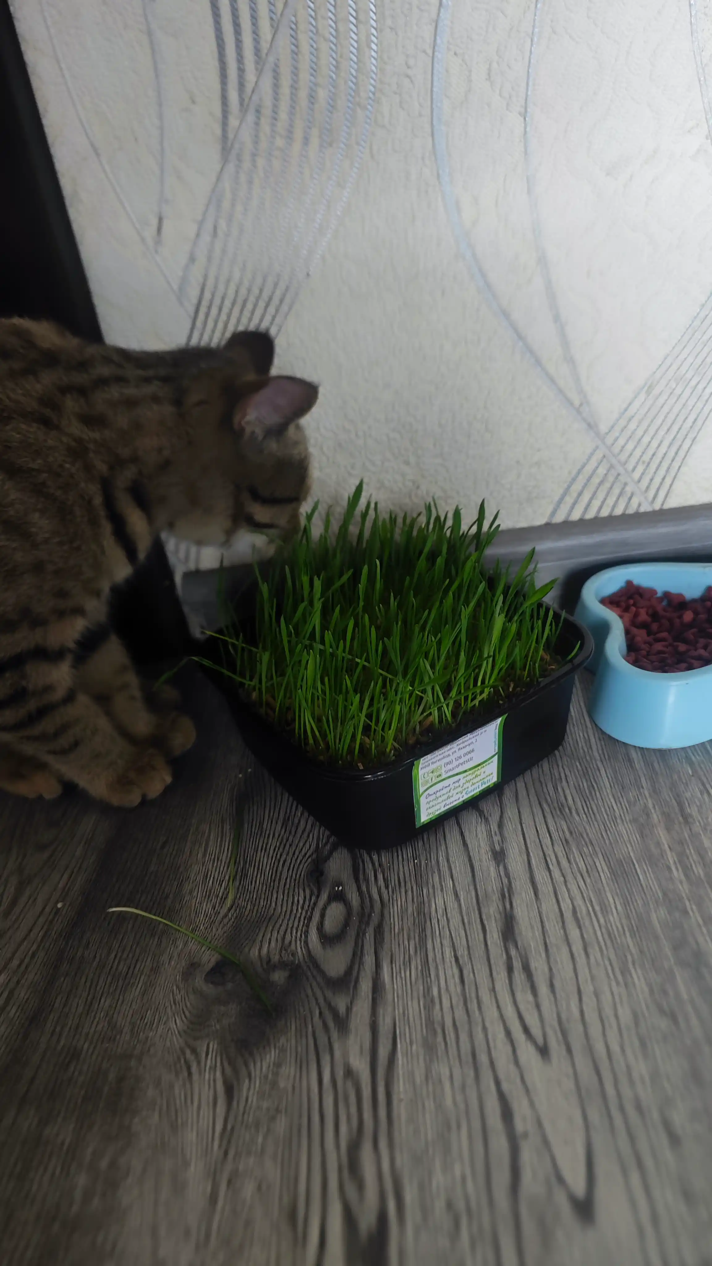 Smart Pets mushuk o'ti – yung g'uddalarini chiqaradi, ko'kat yetishtirish to‘plami, 130 g