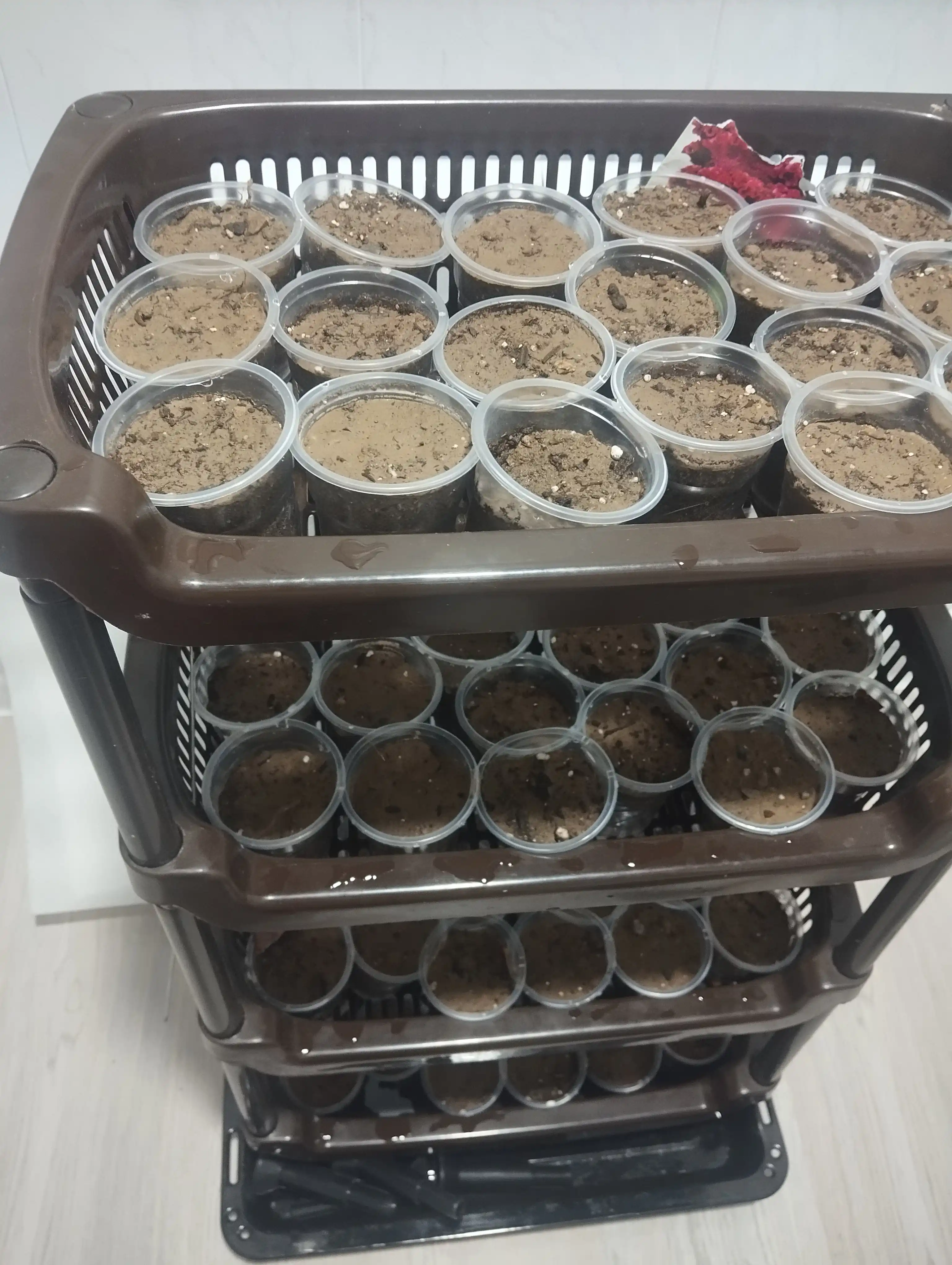 Kuller uchun bir martalik plastik stakan 