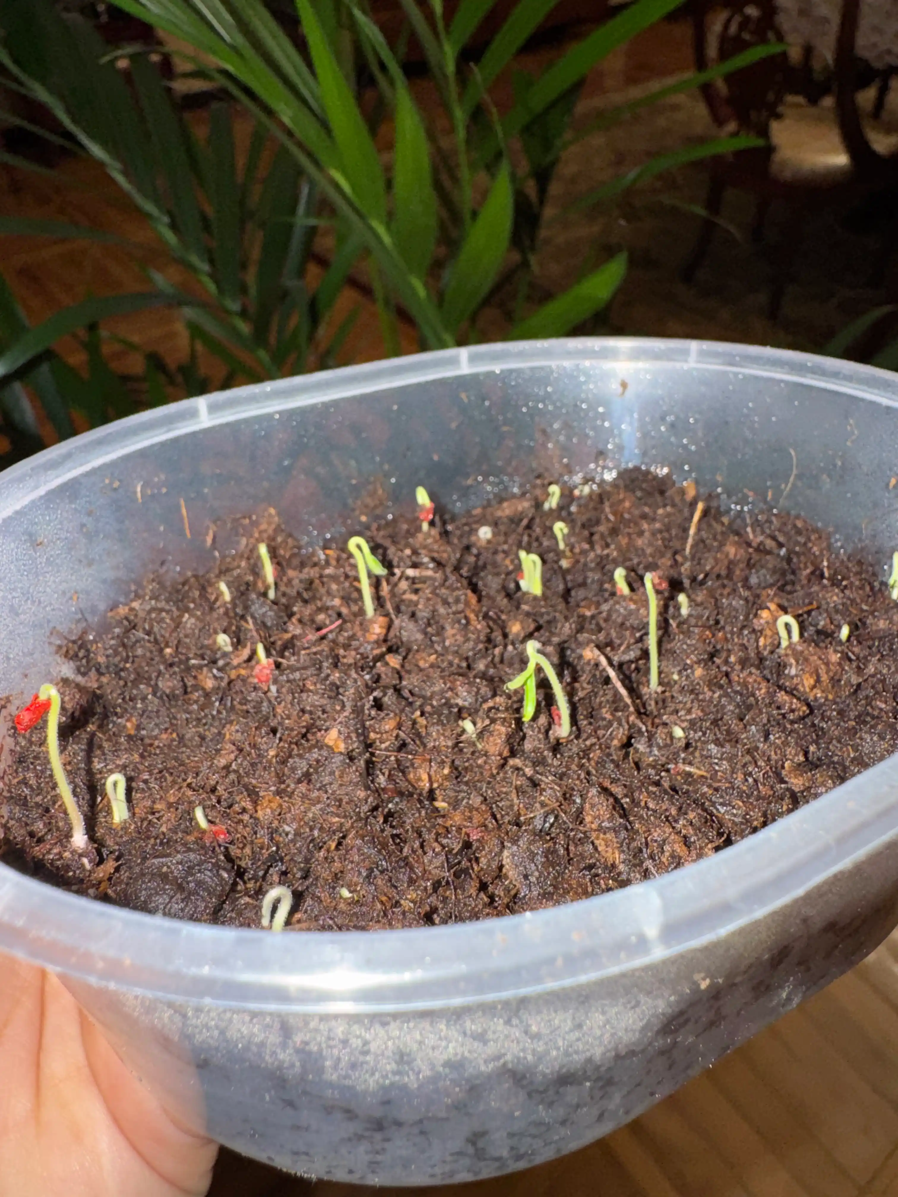 Семена томата Yusuf Profi Agro Seeds