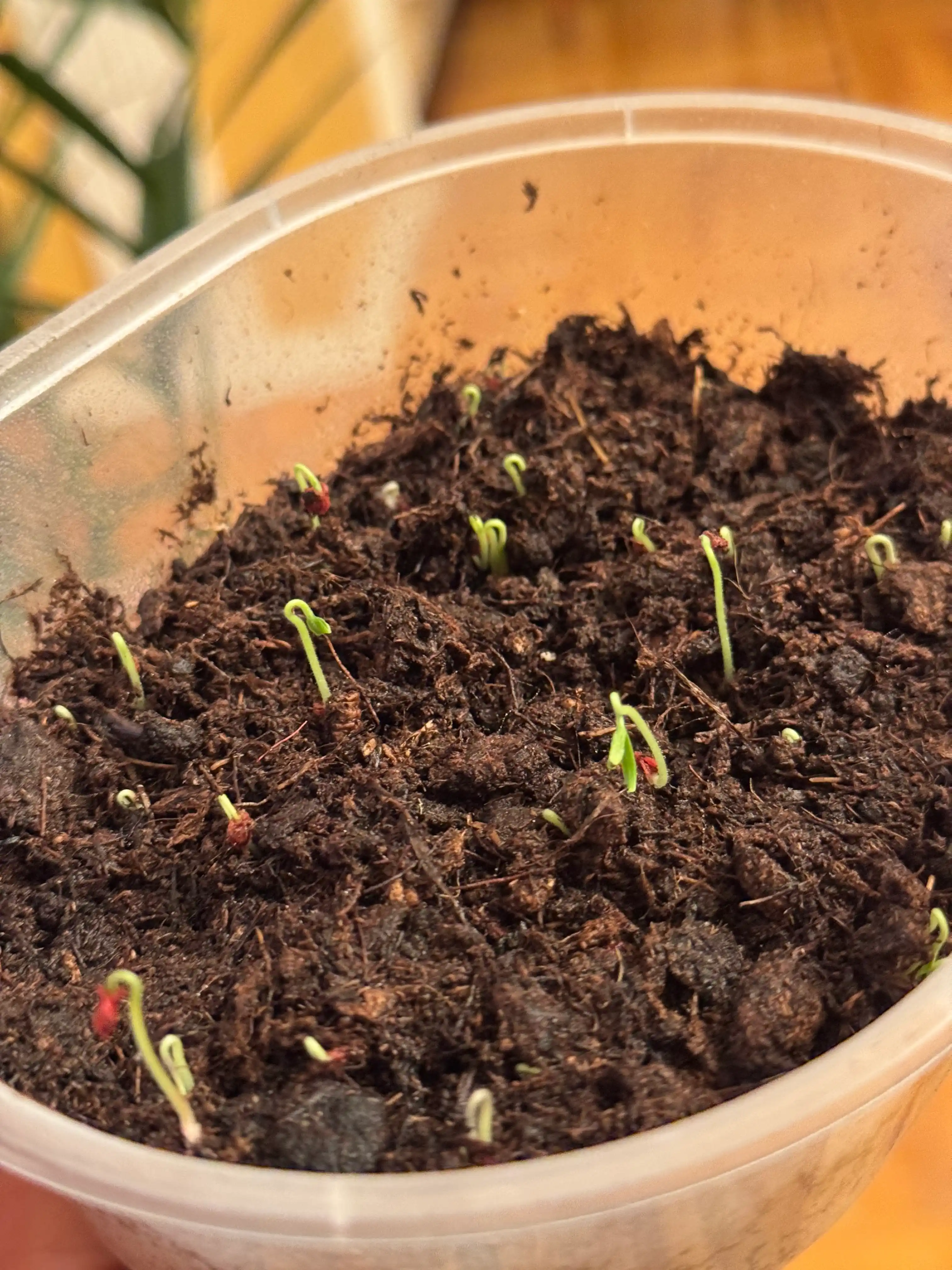 Семена томата Yusuf Profi Agro Seeds
