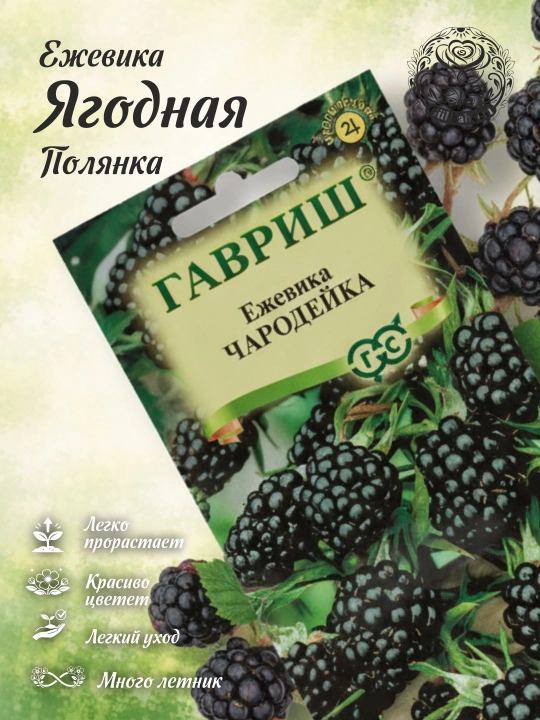 Семена, Ежевика Чародейка, 10 шт, Гавриш, Ягодная полянка 191021468