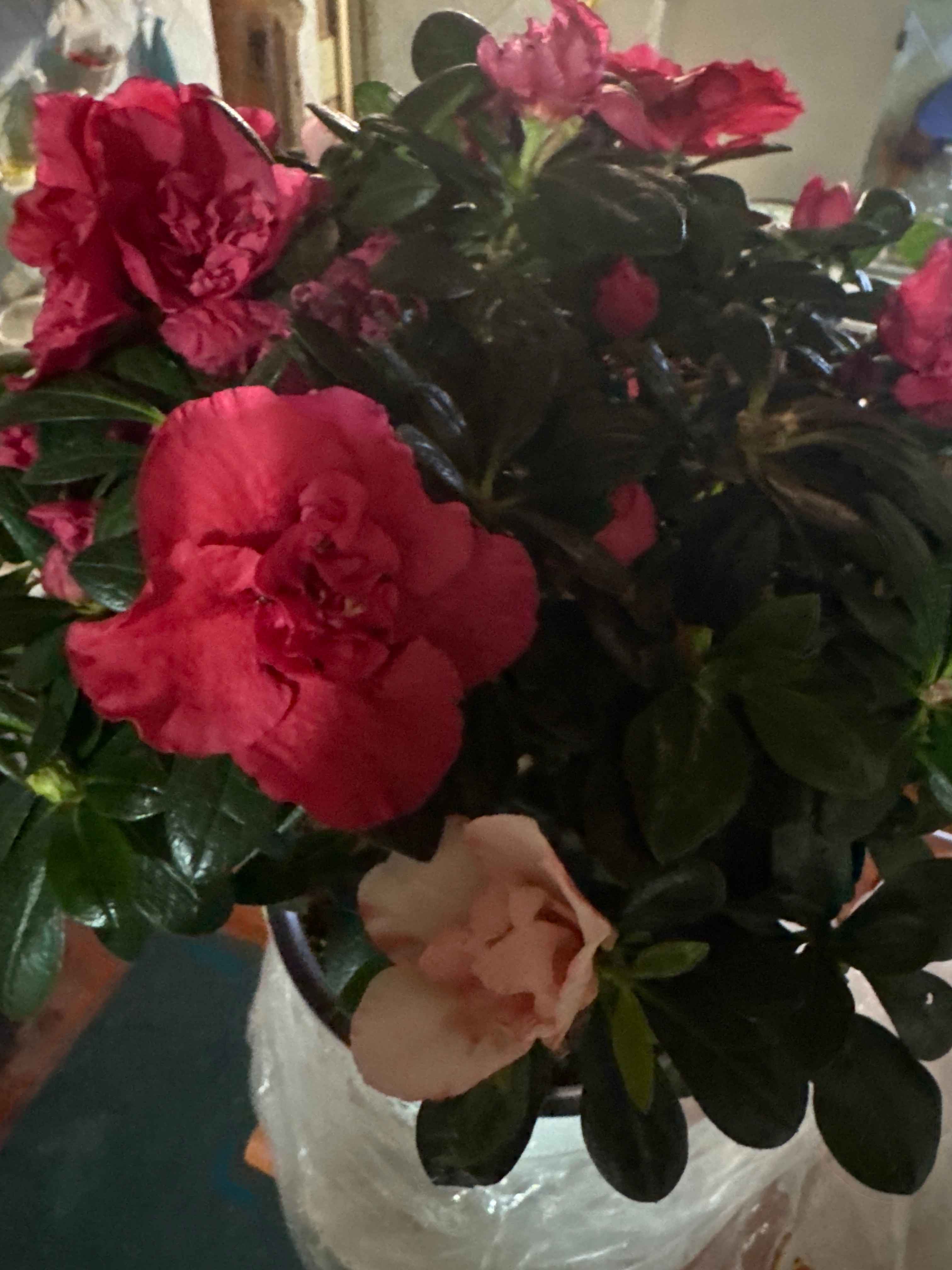 Azalea – Xona Guli Tirik O‘simlik