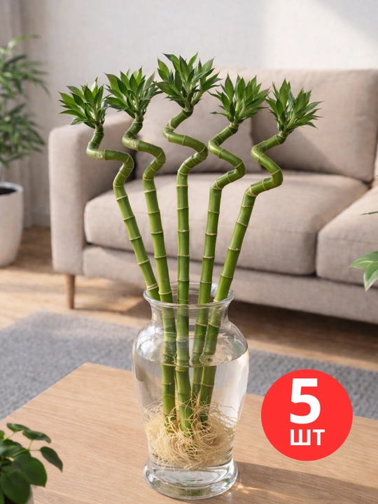 Bambuk, 3,5,10 dona, suvda o‘sadigan bambuk, xona o‘simligi jonli bambuk - 