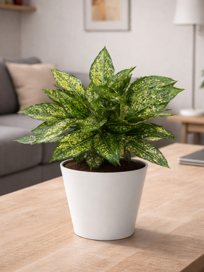 Aglaonema – tuvak guli tabiiy gul xona uchun havo tozalaydi