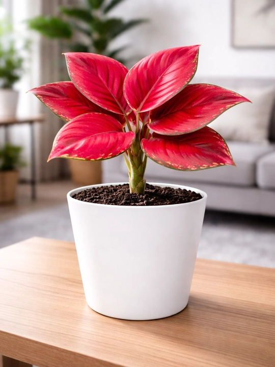 Qizil aglaonema - tuvakdagi xona o‘simligi, havoni tozalaydi - 
