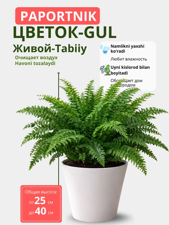 Nefrolepis (Boston paporotnik) – tuvak guli tabiiy gul xona uchun havo tozalaydi - 