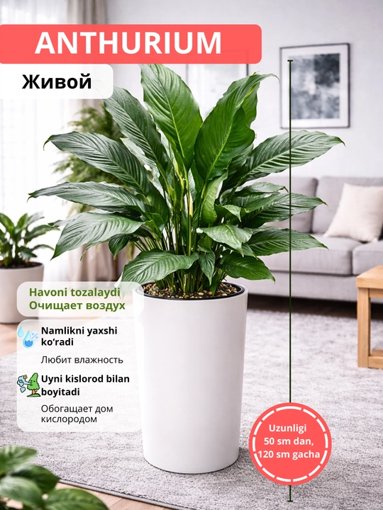 Spathipyullum гигант – комнатное растение в горшке, очищает воздух - 