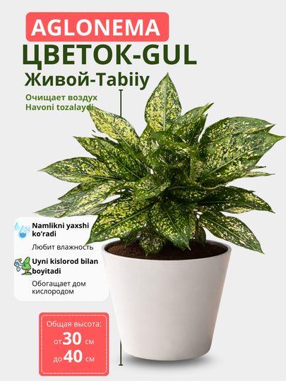 Aglaonema – tuvak guli tabiiy gul xona uchun havo tozalaydi - 