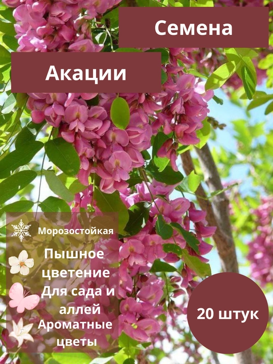 25 dona Akatsiya Robin pushti urug‘i, TomaRo - 