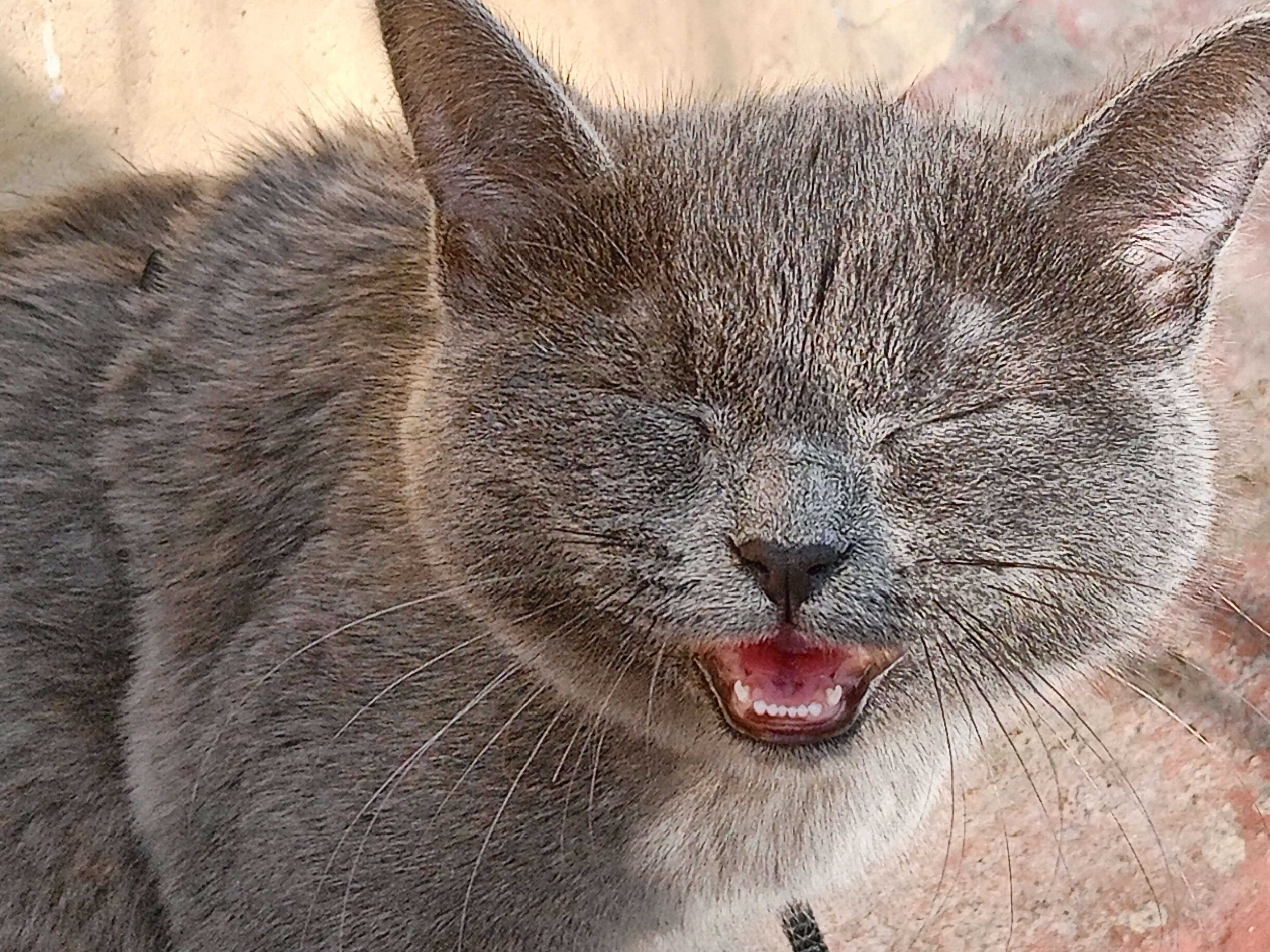 Шлейка для кошек