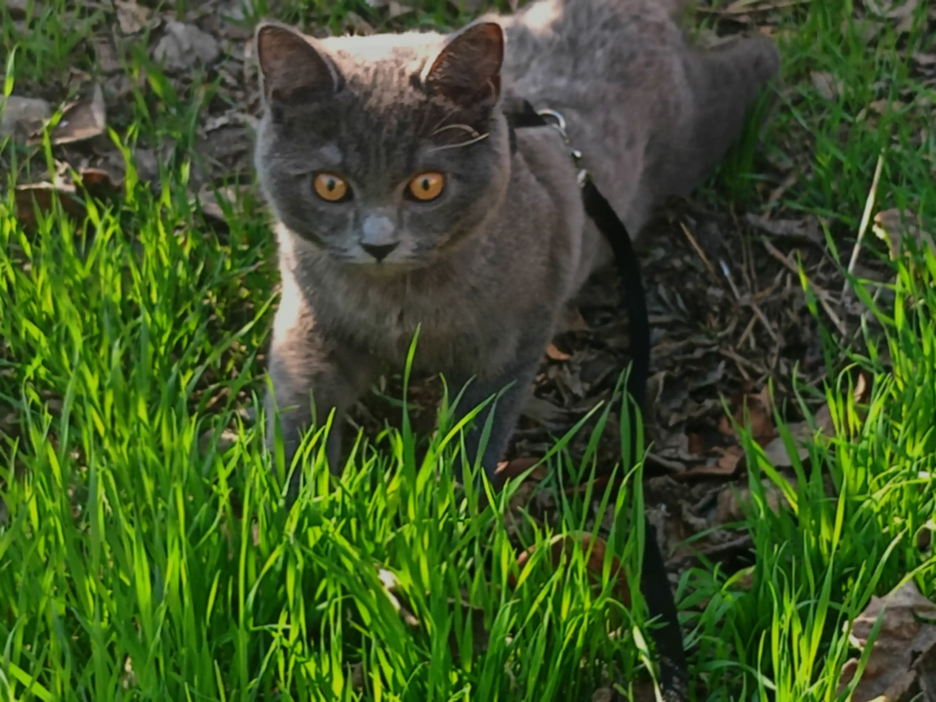 Шлейка для кошек