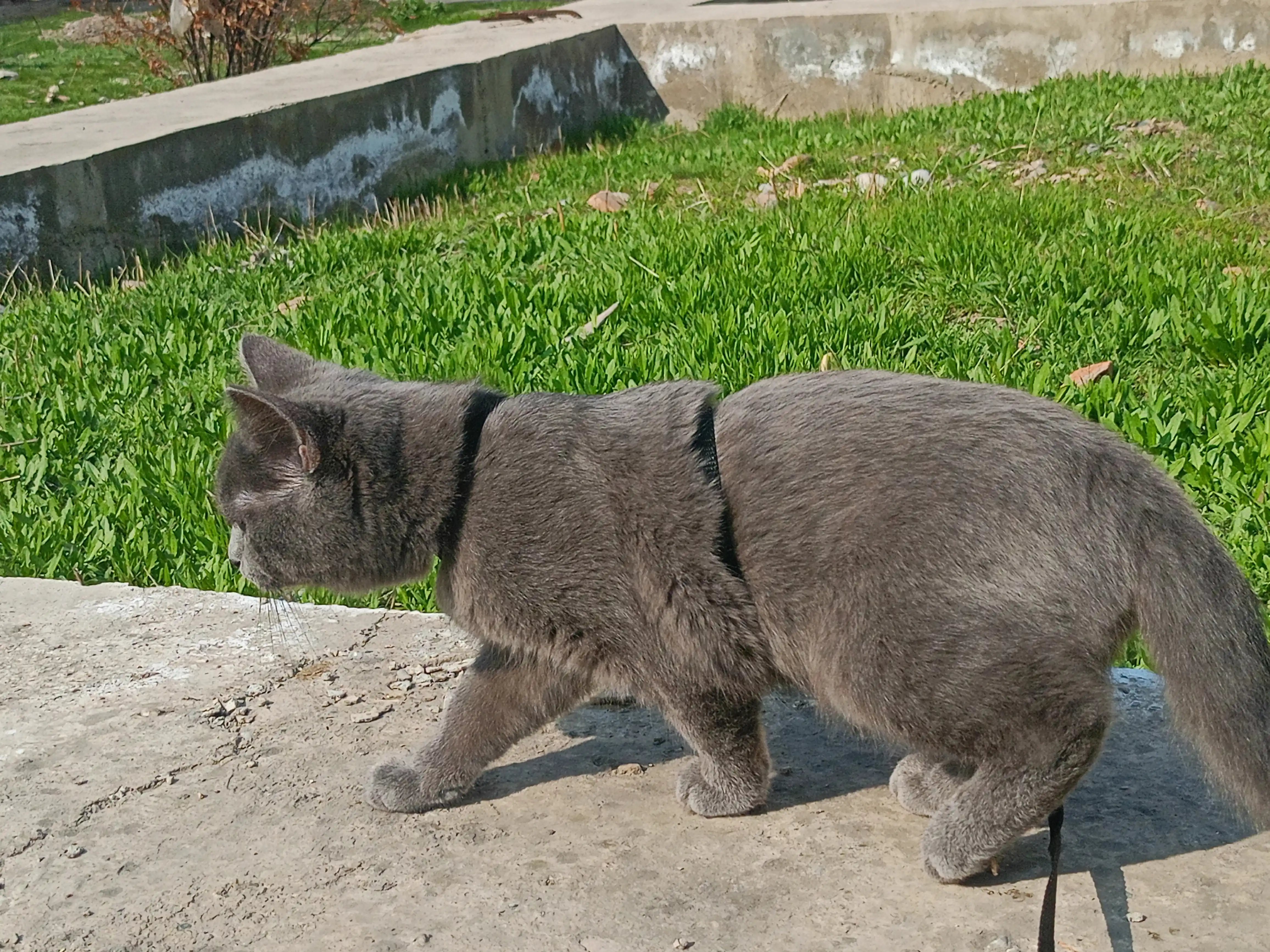Шлейка для кошек