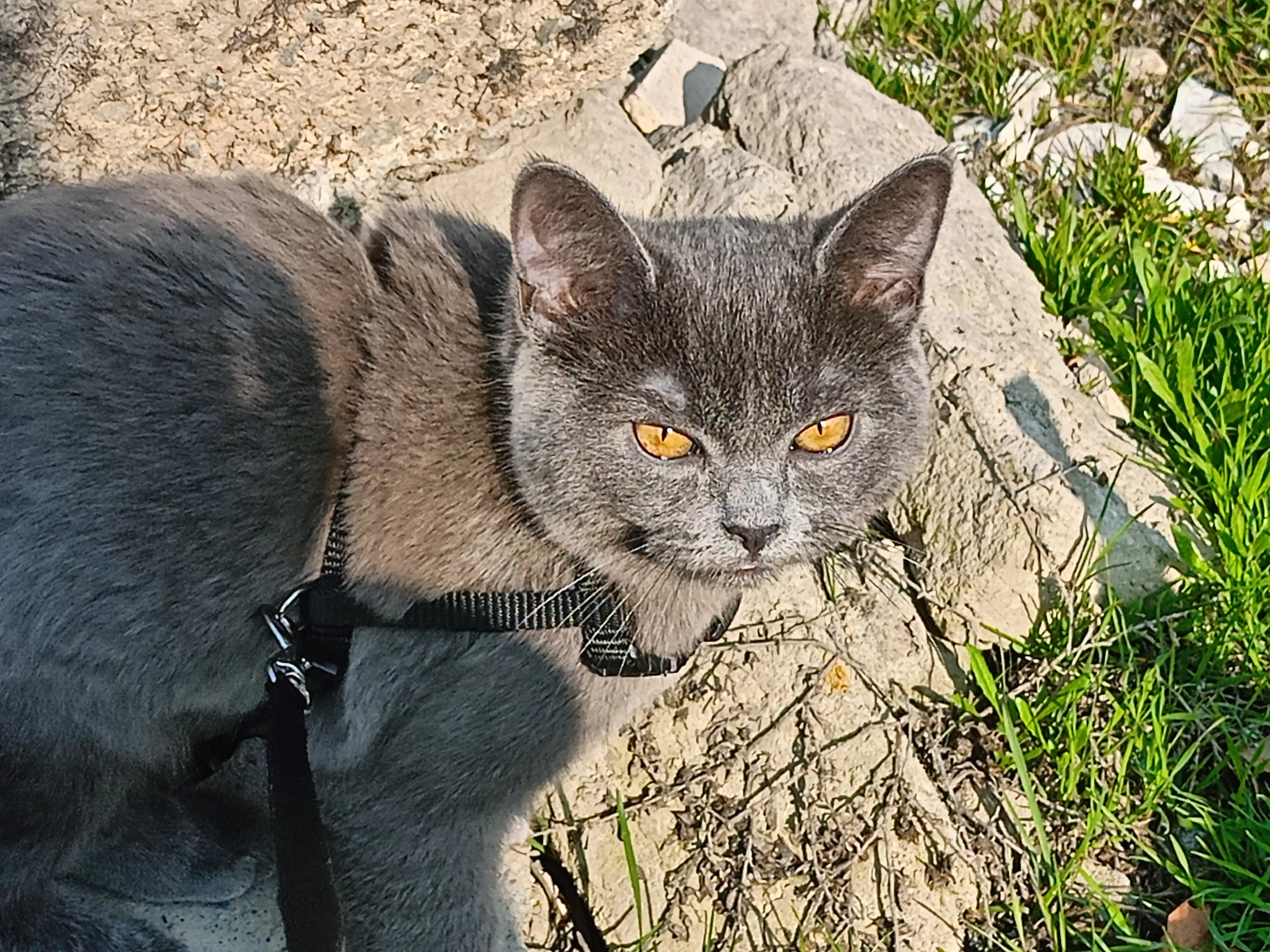 Шлейка для кошек