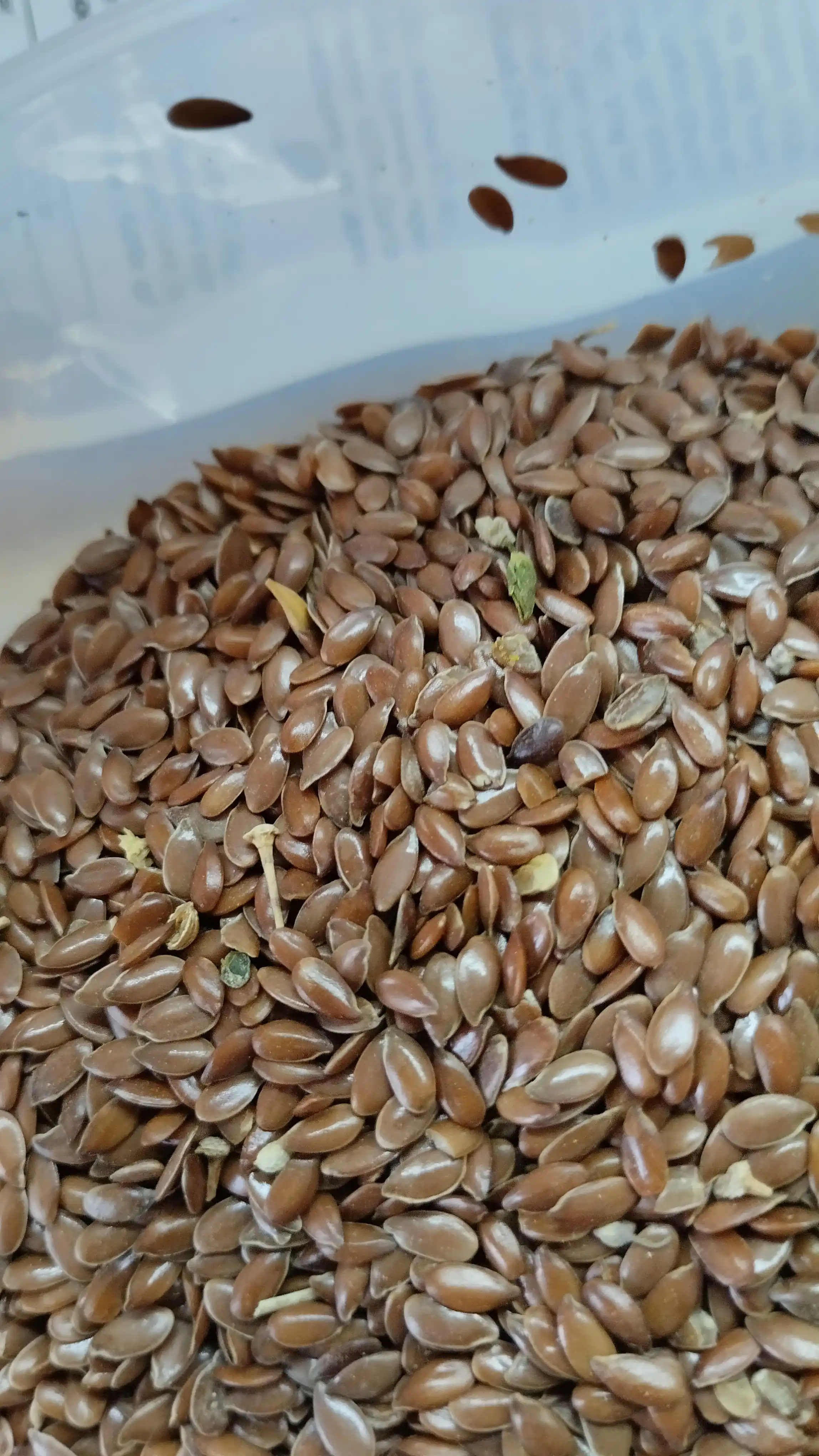 Zig'ir urug'i "Azzir" dan, 150 gr