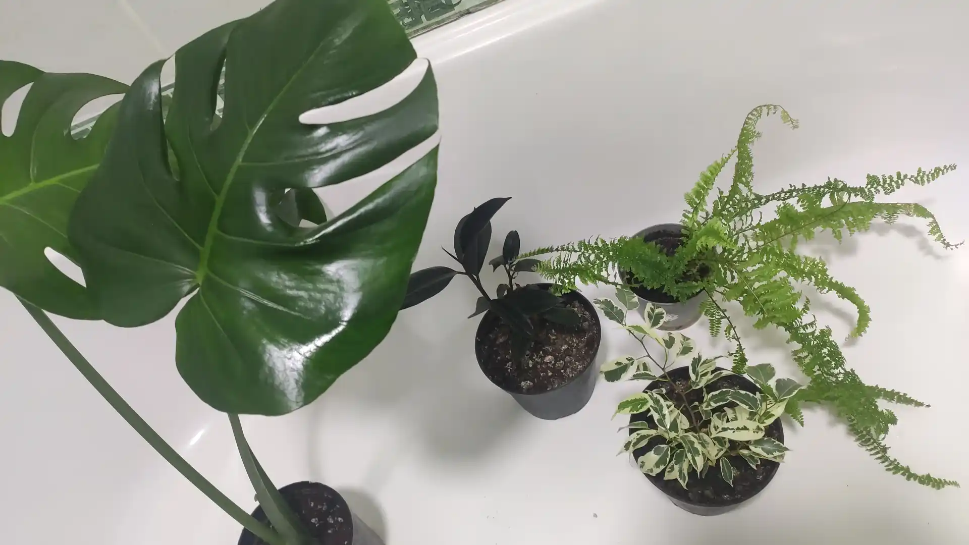 Monstera – monkey, deliciosa, variegata, pinatipartita, minimauy uchun