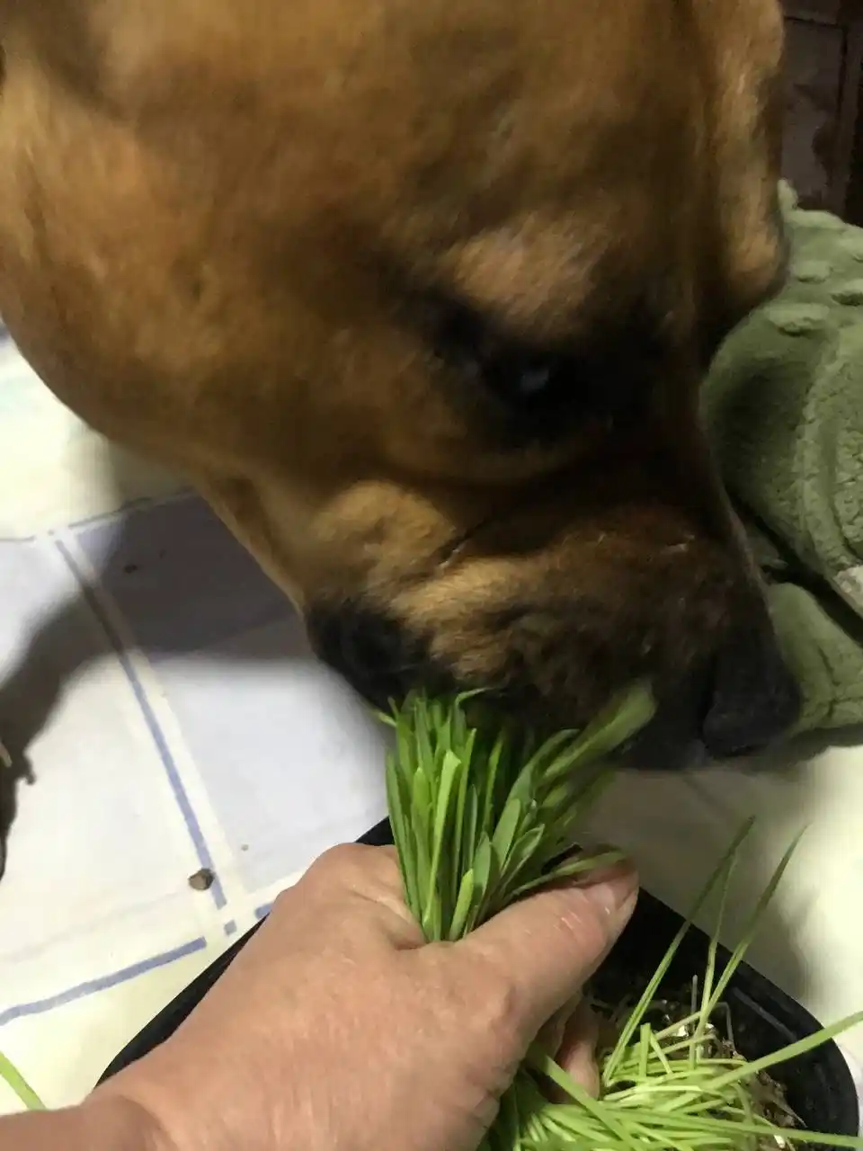 Smart Pets itlar va mushuklar uchun ko'kat, ko'kat undirish to'plami, 130 g