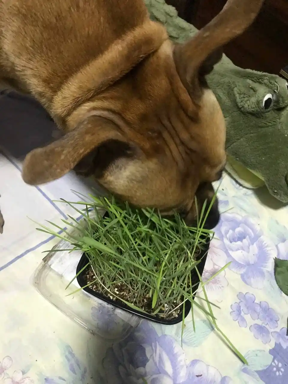 Smart Pets itlar va mushuklar uchun ko'kat, ko'kat undirish to'plami, 130 g