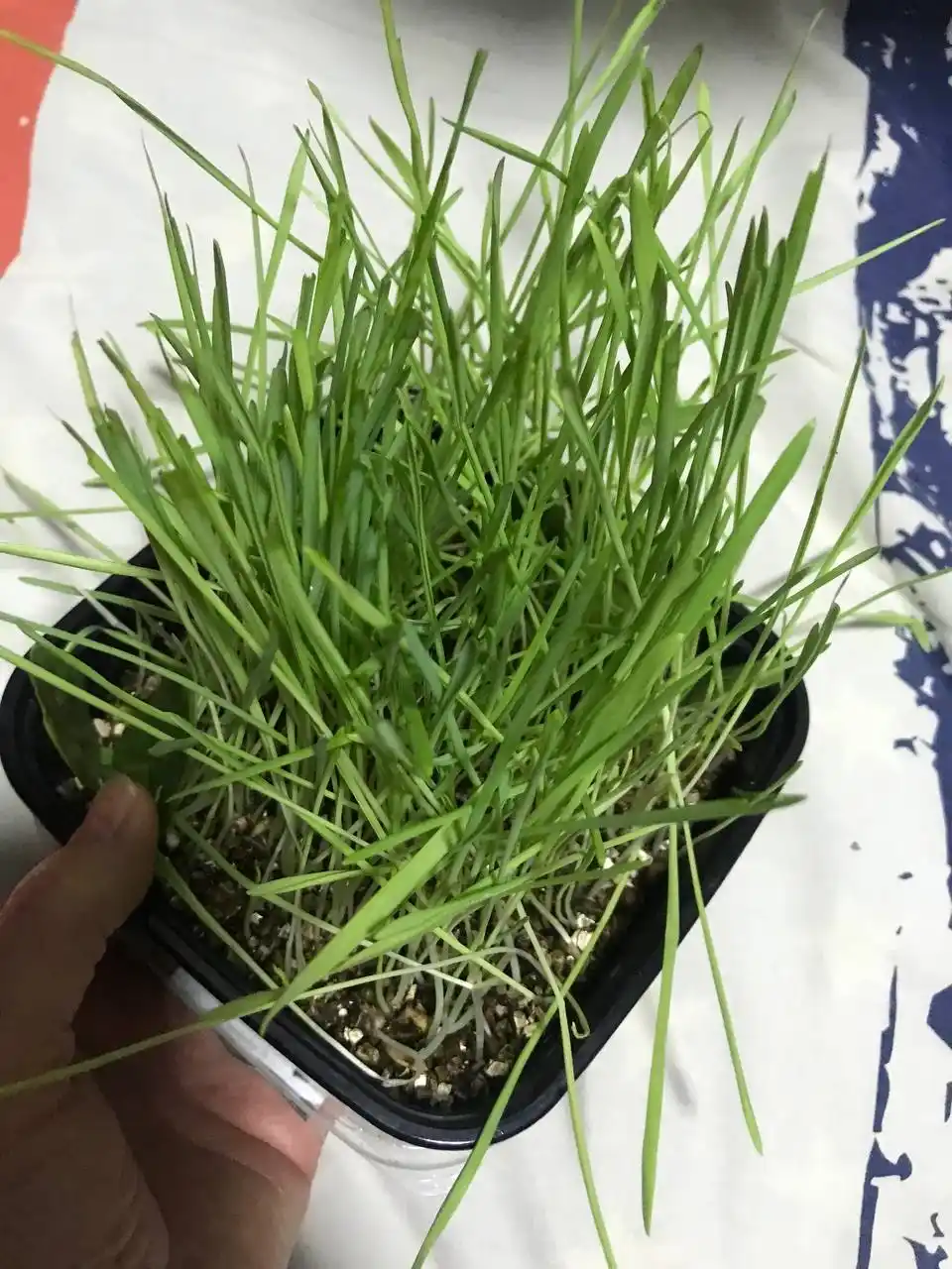 Smart Pets itlar va mushuklar uchun ko'kat, ko'kat undirish to'plami, 130 g