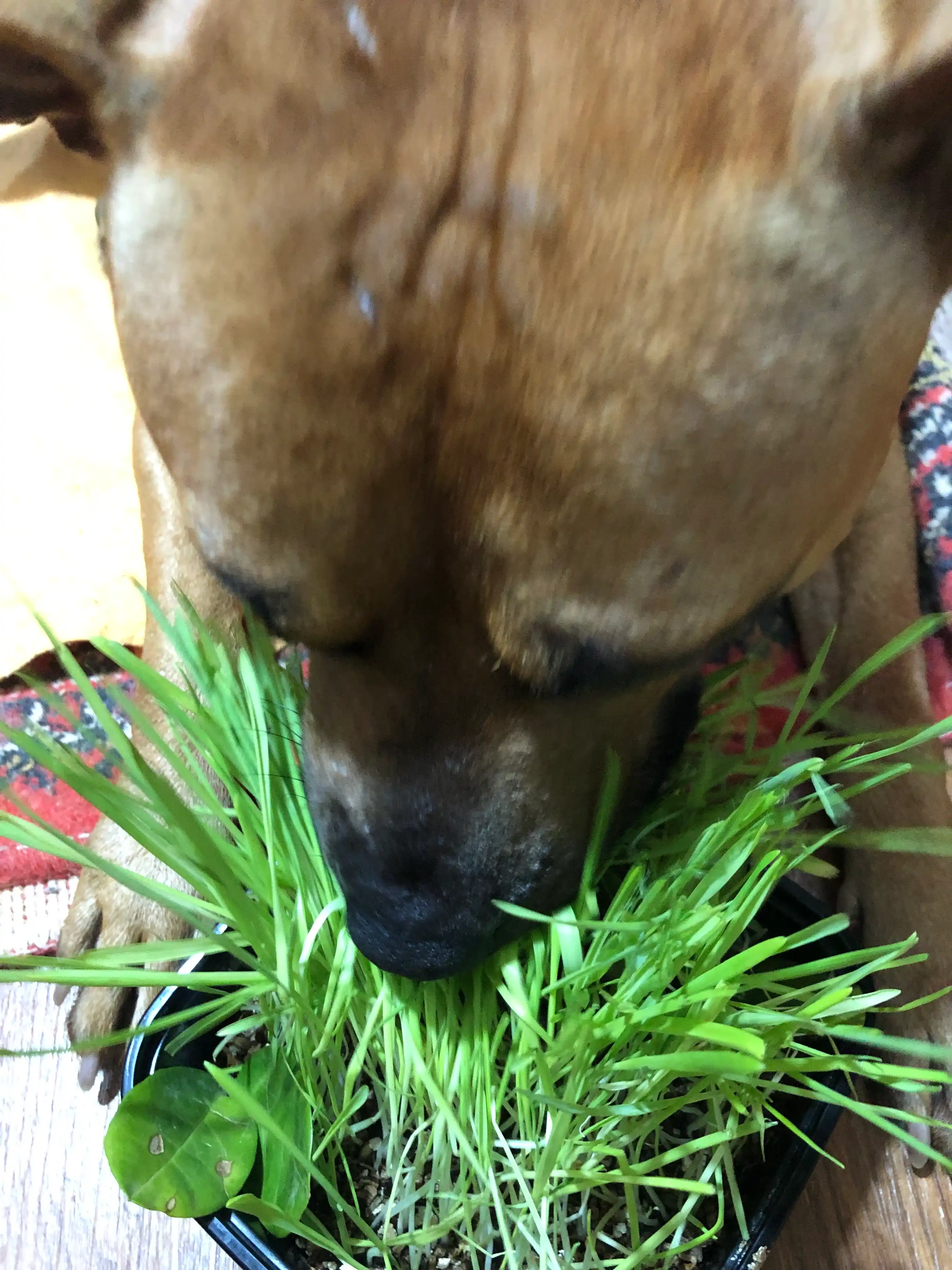 Smart Pets itlar va mushuklar uchun ko'kat, ko'kat undirish to'plami, 130 g