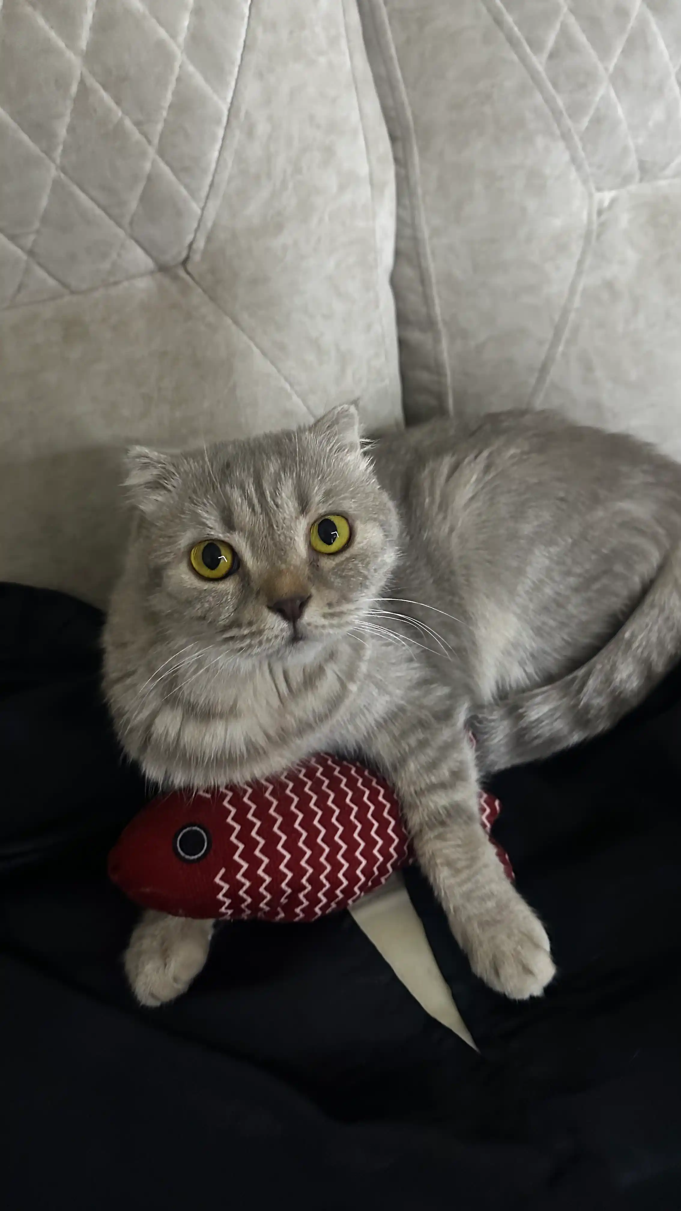Игрушка для кошек, "Рыбка" плюшевая, с валерианой и кошачьей мятой