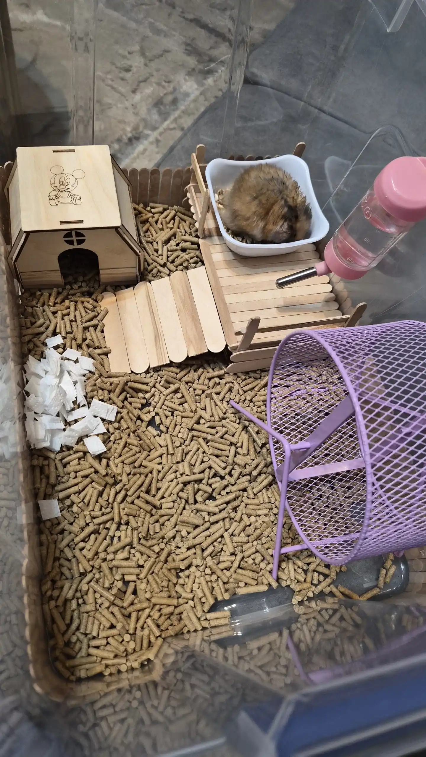 Jungar hamster uyi