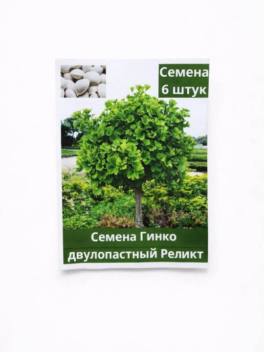 Семена Гинкго двулопастный реликт, 6 шт, лесной уголок - 
